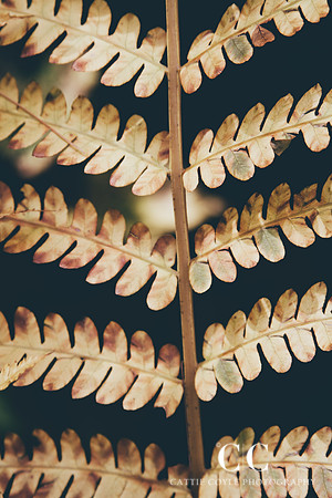 Fern | Cattie Coyle Photography