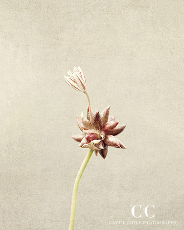 Field Garlic No. 1 - Allium oleraceum