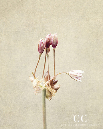 Field Garlic No. 2 - Allium oleraceum