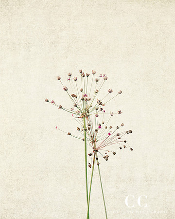 Flowering Rush (Butomus umbellatus)