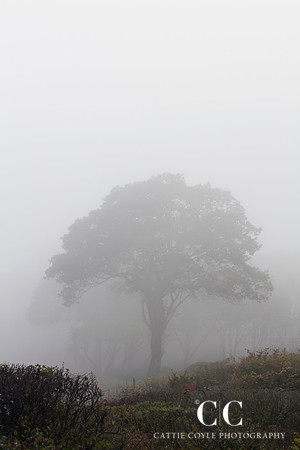 Fog No. 3 | Cattie Coyle Photography