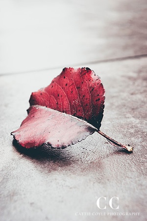 Leaf No. 1 | Cattie Coyle Photography