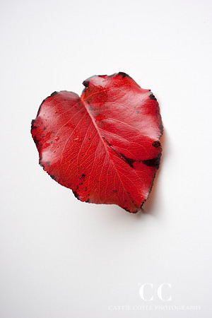 Leaf No. 2 | Cattie Coyle Photography
