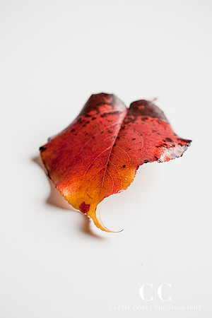 Leaf No. 3 | Cattie Coyle Photography
