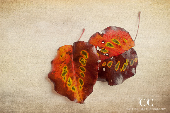 Leaves | Cattie Coyle Photography