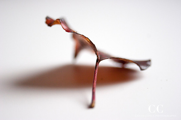 Leaf 25 | Cattie Coyle Photography