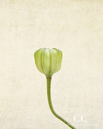 Martagon Lily Bud (Lilium martagon)