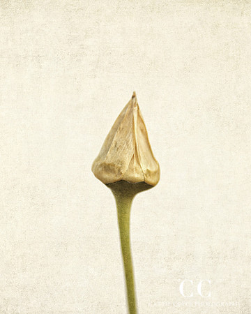 Mediterranean bells  (Nectaroscordum siculum)