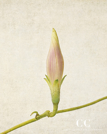 Morning Glory bud No. 1  (Ipomoea purpurea)