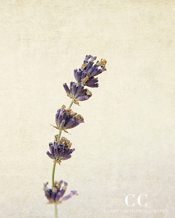 Munstead Lavender (Lavandula angustifolia 'Munstead')