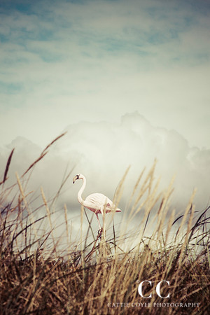 Pink Flamingo | Cattie Coyle Photography