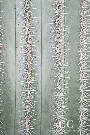 Mexican Giant Cardon (Pachycereus pringlei)