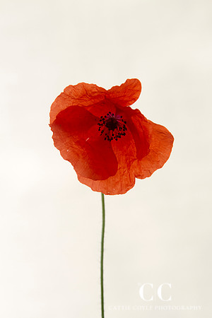 Poppy 1 | Cattie Coyle Photography