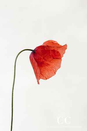Poppy 2 | Cattie Coyle Photography