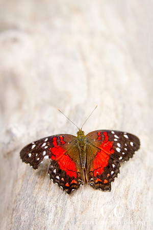 Scarlet Peacock butterfly