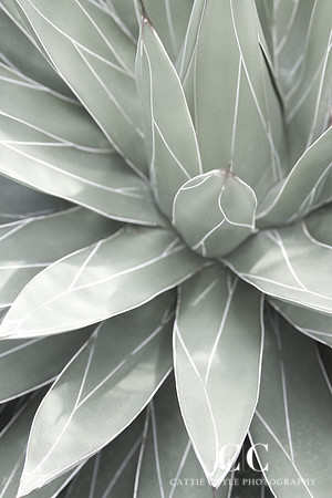 Queen Victoria Agave  (Agave victoriae reginae)