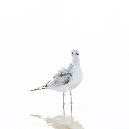Seagull No. 10
