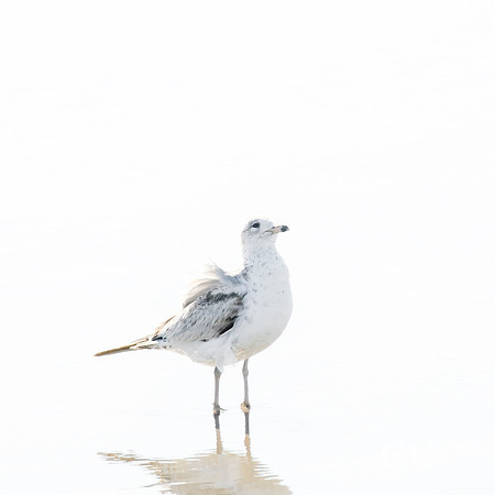 Seagull No. 11