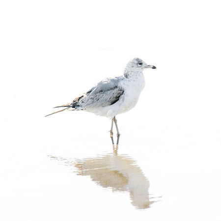 Seagull No. 12