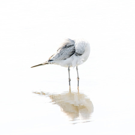 Seagull No. 13