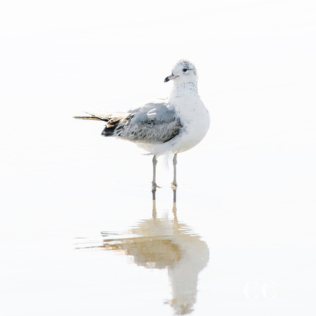 Seagull No. 14