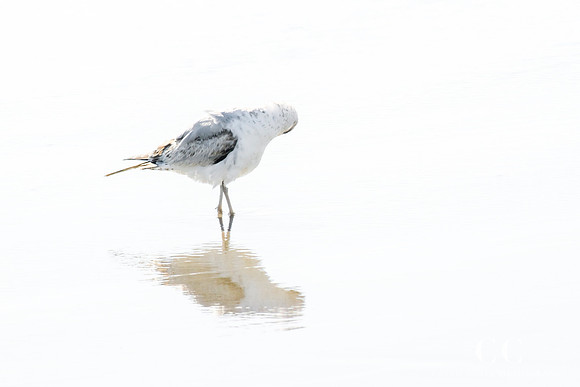 Seagull No. 15 Rectangular