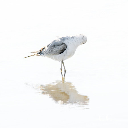 Seagull No. 15 square