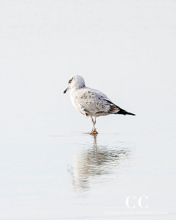 Seagull No. 9