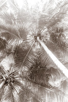 Black and white palm tree art print by Cattie Coyle Photography