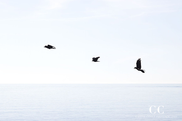 Three birds in flight - Minimalist blue art print by Cattie Coyle Photography