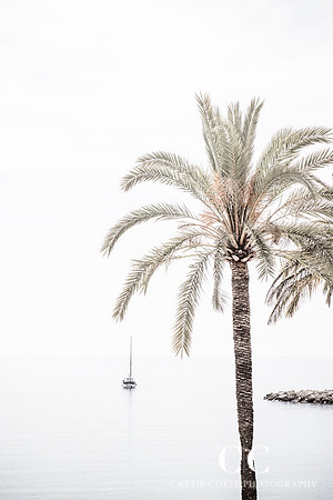 Palm Tree No 7 - Minimalist fine art print by Cattie Coyle Photography