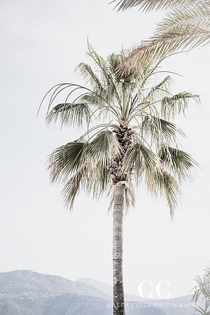 Palm Tree No 8 by Cattie Coyle Photography