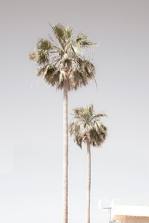 Palm Trees No 5 by Cattie Coyle Photography