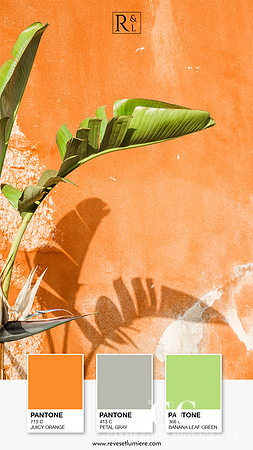 Banana Leaves and Orange Wall - Photography art print by Cattie Coyle