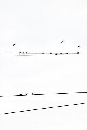Birds on a Wire © Cattie Coyle Photography - All rights reserved