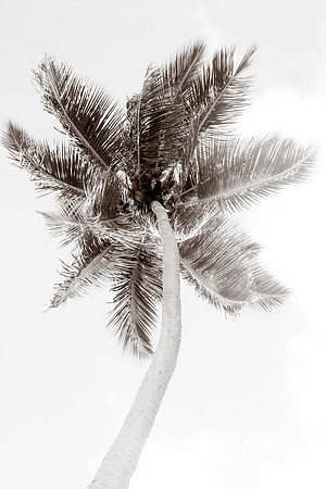 Palmtree No. 1