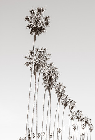 California Palm Trees