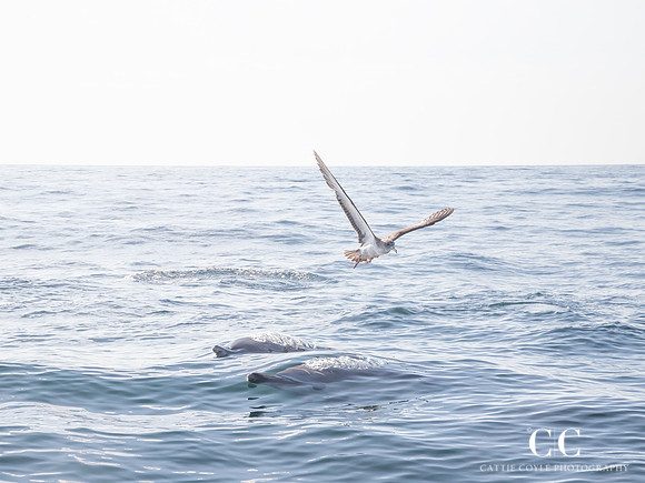 Two Dolphins & A Shearwater © Cattie Coyle Photography - All rights reserved