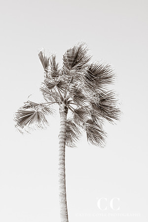 California Palm Tree